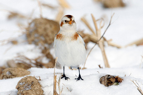 Snow Bunting (Plectrophenax nivalis)
