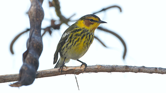 Cape May Warbler (Setophaga tigrina)