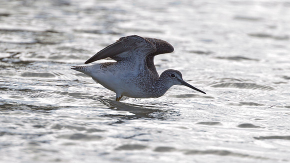 Lesser Yellowlegs (Tringa flavipes)