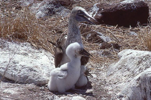 Blue-footed Booby (Sula nebouxii)