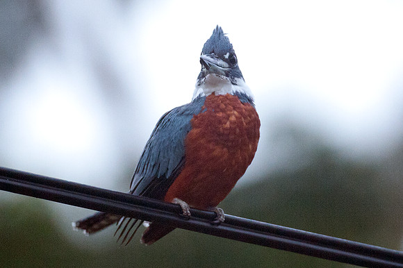Ringed Kingfisher (Megaceryle torquata) male