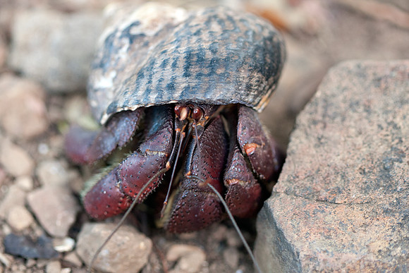 Caribbean hermit crab (Coenobita clypeatus)