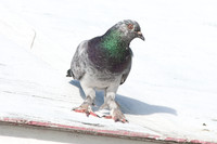 Rock Pigeon (Columba livia)