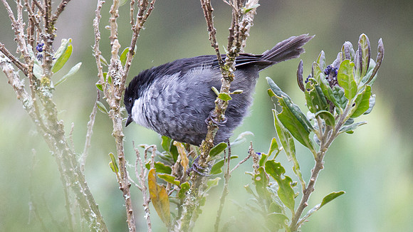 Black-backed Bush-tanager (Urothraupis stolzmanni)