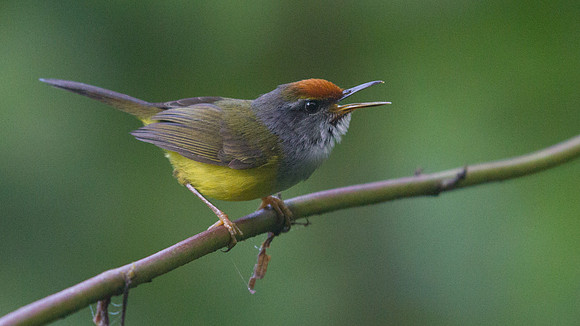 IMG_9403 Mountain tailorbird (Phyllergates cuculatus)