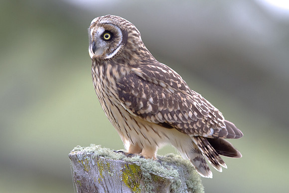 Hawaiian Short-Eared Owl (Asio flammeus sandwichensis)