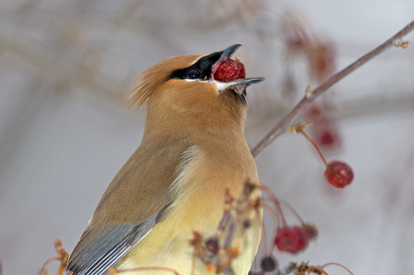 Cedar Waxwing (Bombycilla cedrorum)