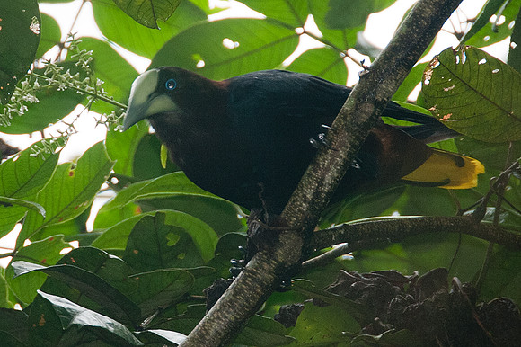 Chestnut-headed Oropendola (Psarocolius wagleri)