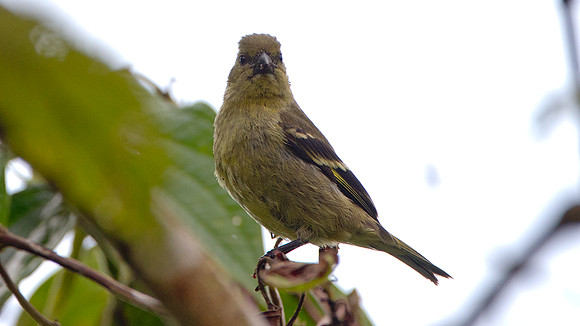 Olivaceous Siskin (Carduelis olivacea)