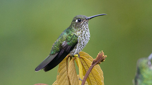 Many-spotted Hummingbird (Taphrospilus hypostictus)