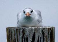 Royal Tern (Thalasseus maximus)