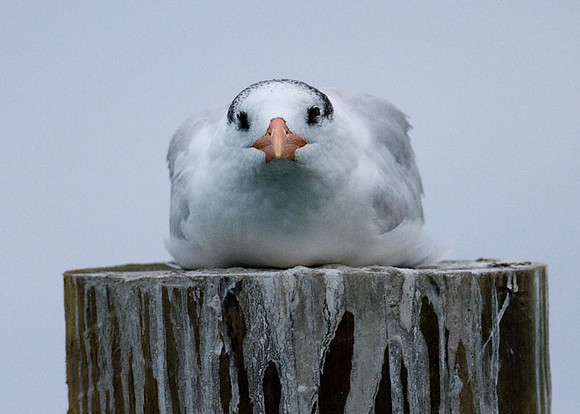 Royal Tern (Thalasseus maximus)