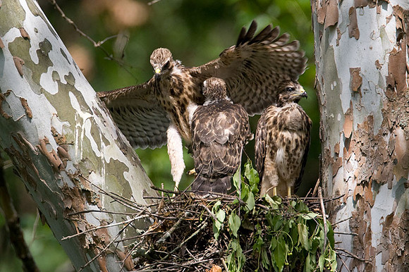 Red-shouldered Hawk (Buteo lineatus) juvenile