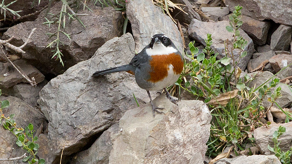 Chestnut-breasted Mountain-finch (Poospiza caesar)