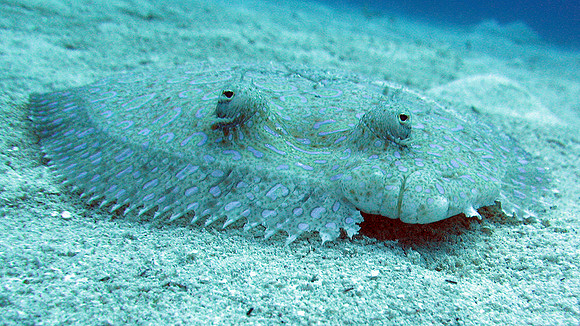 Peacock Flounder (Bothus mancus)