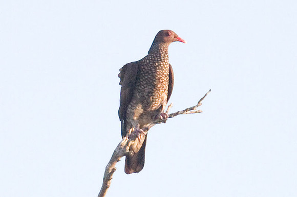 Scaled Pigeon (Patagioenas speciosa)