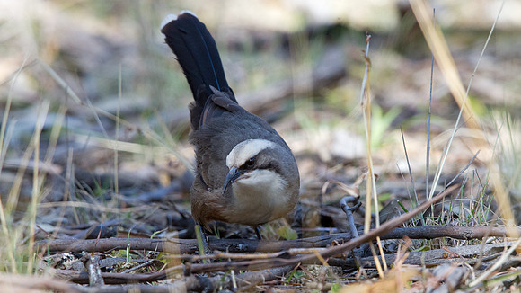 Grey-crowned babbler (Pomatostomus temporalis)