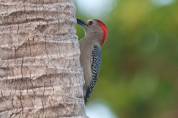 Golden-fronted Woodpecker (Melanerpes aurifrons) male