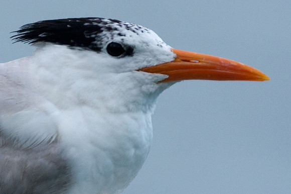 Royal Tern (Thalasseus maximus)