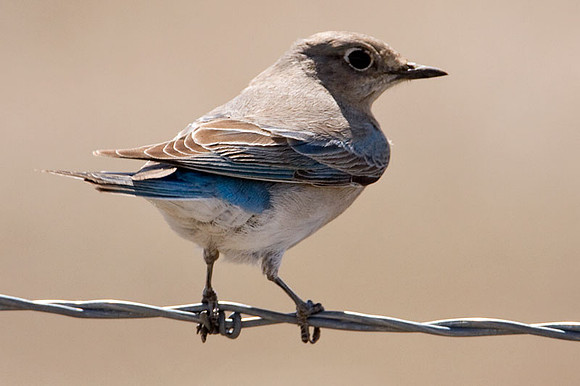 Mountain Bluebird (Sialia currucoides) female