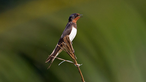 Barn Swallow (Hirundo rustica)