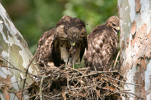 Red-shouldered Hawk (Buteo lineatus) juvenile