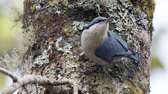 Chestnut-vented nuthatch (Sitta nagaensis)
