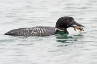 Great Northern Loon (Gavia immer) also known as Common Loon or Great Northern Diver
