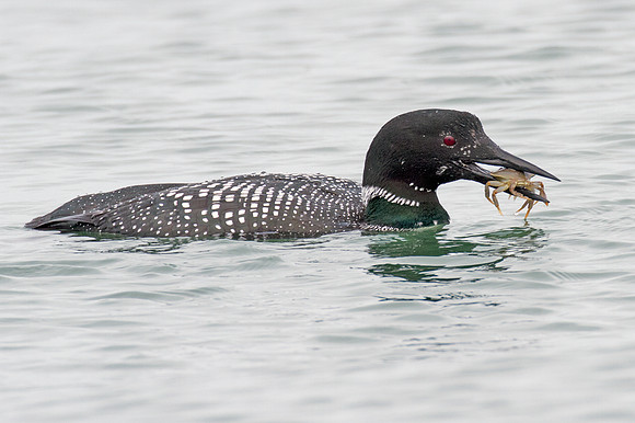 Great Northern Loon (Gavia immer) also known as Common Loon or Great Northern Diver