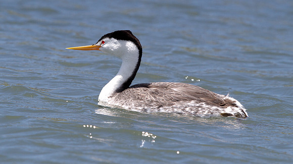 Clark's grebe (Aechmophorus clarkii)