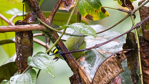 Black-crested Warbler (Basileuterus nigrocristatus)