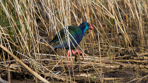 African Swamphen (Porphyrio (p.) madagascariensis)