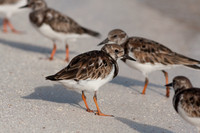 Ruddy Turnstone (Arenaria interpres)
