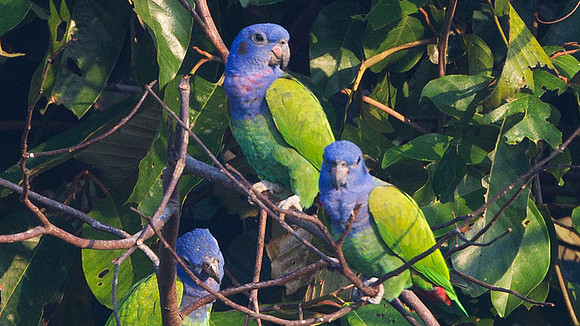 Blue-headed Parrot (Pionus menstruus)