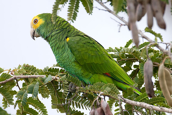 Yellow-shouldered Amazon (Amazona barbadensis) also known as Yellow-shouldered Parrot