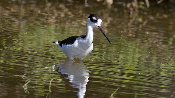 Black-necked Stilt (Himantopus mexicanus)