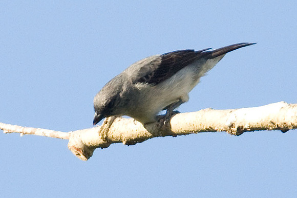 Plain-coloured Tanager (Tangara inornata)