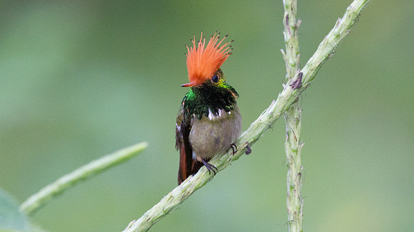 Rufous-Crested Coquette (Lophornis delattrei) - male