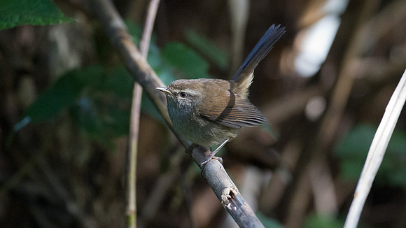 Sunda Bush Warbler (Cettia vulcania)