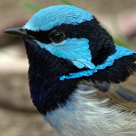 Superb fairy-wren (Malurus cyaneus) Male