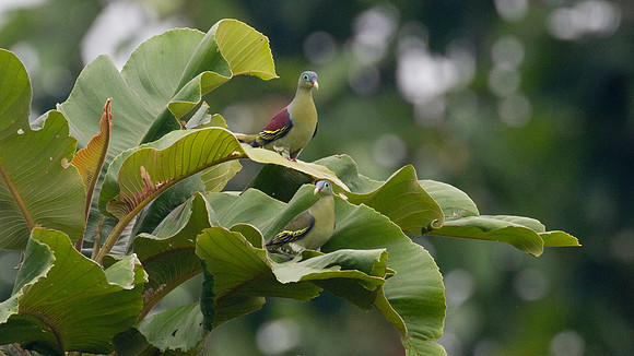 Thick-billed Green Pigeon (Treron curvirostra) male, female