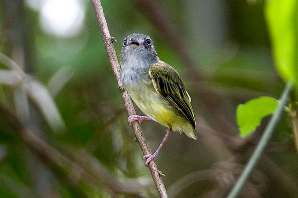 Northern Bentbill (Oncostoma cinereigulare)