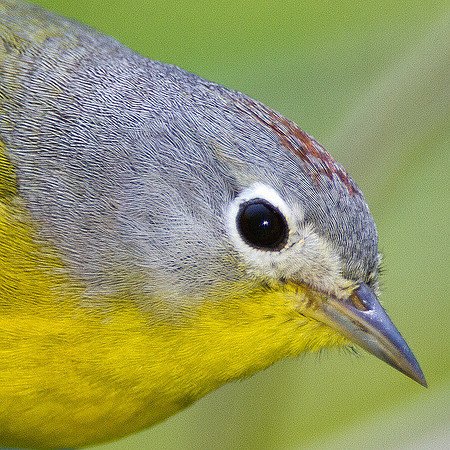 Nashville Warbler (Vermivora ruficapilla)