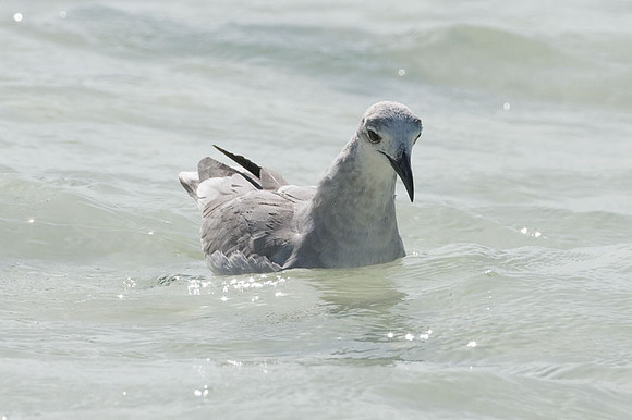 Laughing Gull (Leucophaeus atricilla)