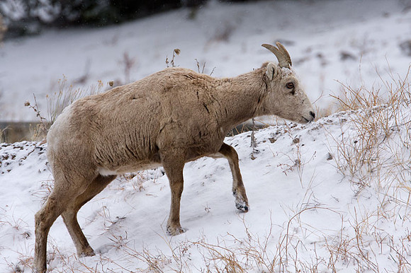 Colorado goat