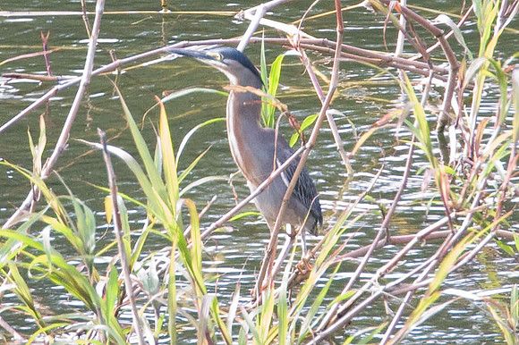 Green Heron (Butorides virescens)