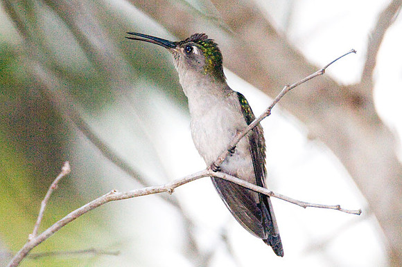 Wedge-tailed Sabrewing (Campylopterus curvipennis)