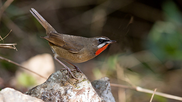 Siberian rubythroat (Luscinia calliope) Male