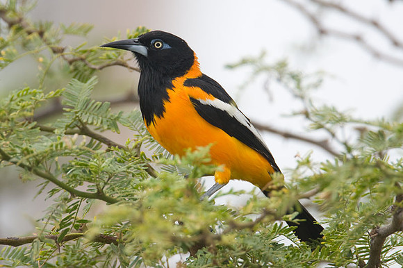 Venezuelan Troupial (Icteris icteris)
