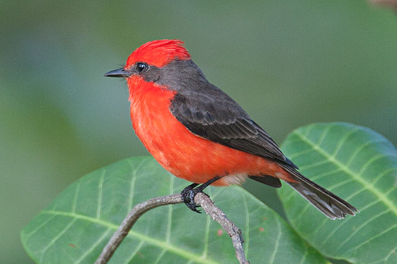 Vermilion Flycatcher (Pyrocephalus rubinus) male